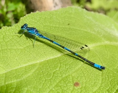 Coenagrion ponticum