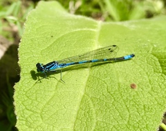 Coenagrion ponticum