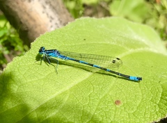 Coenagrion ponticum