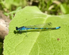 Coenagrion ponticum