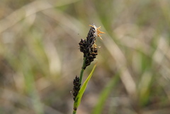 Carex bigelowii arctisibirica