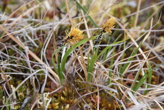 Carex bigelowii arctisibirica