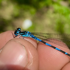 Coenagrion ponticum