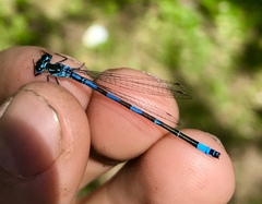 Coenagrion ponticum