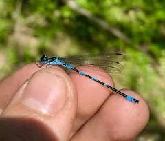 Coenagrion ponticum