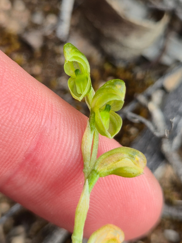 midget greenhood (Pterostylis mutica)