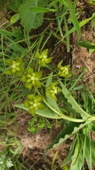 Asclepias fulva