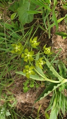 Asclepias fulva
