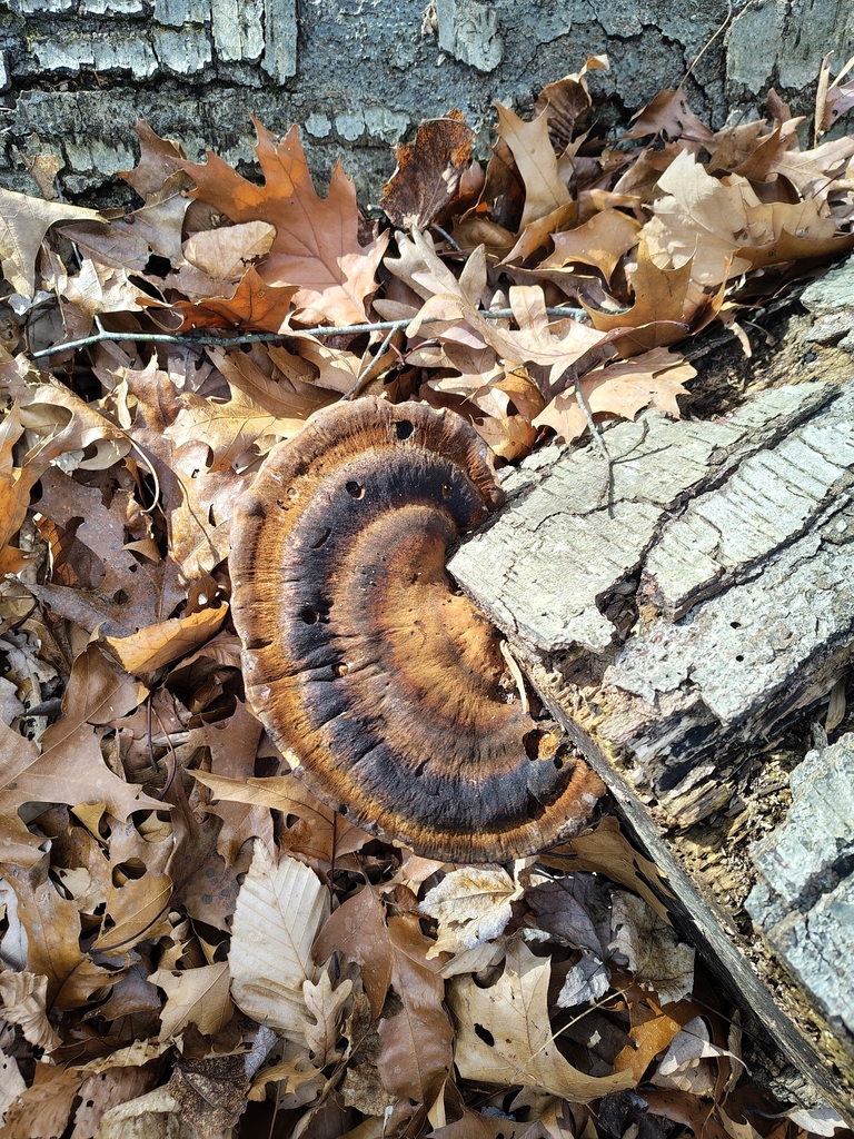 Ischnoderma resinosum · November 2025 · photo: © yoatzin (iNaturalist, cc-by)