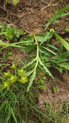 Asclepias fulva