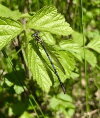 Coenagrion ponticum