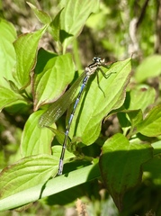 Coenagrion ponticum