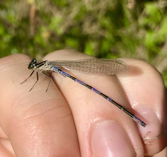 Coenagrion ponticum