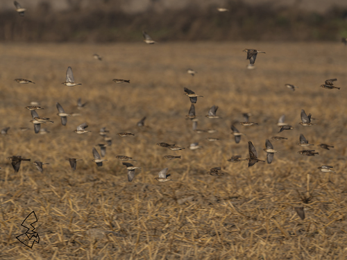 Lapland Longspur