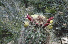 Oreocereus celsianus