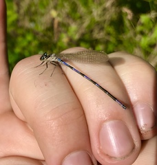 Coenagrion ponticum
