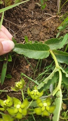 Asclepias fulva