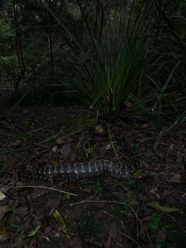 Coastal Carpet Python sighting
