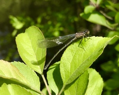 Coenagrion ponticum
