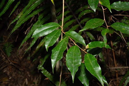 Elaeagnus liukiuensis iNat (2)