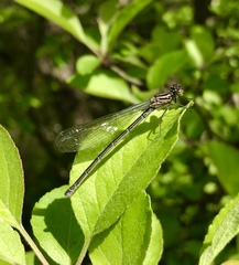 Coenagrion ponticum
