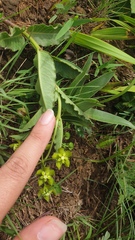Asclepias fulva