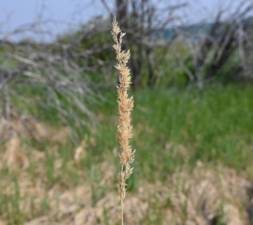 Slim-stem Small-reedgrass (Calamagrostis stricta)