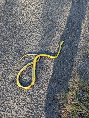 Common Tree Snake sighting