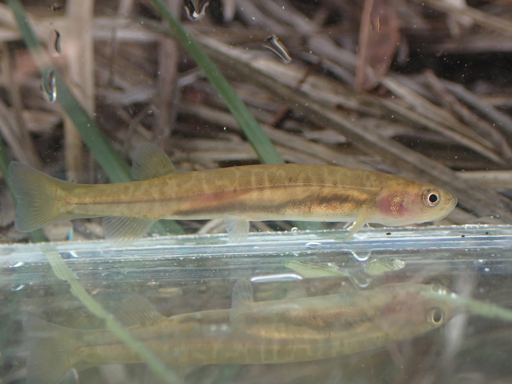 Short-Tail Galaxias