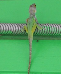 Anolis leachii