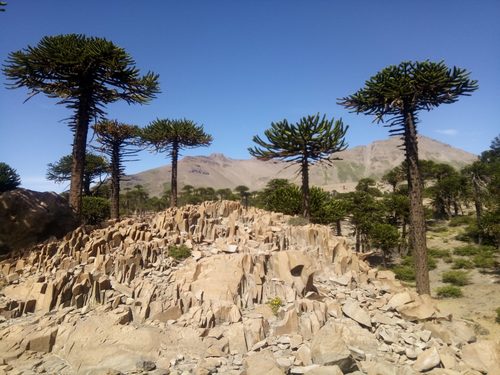 Araucaria araucana