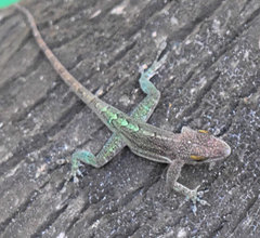 Anolis leachii