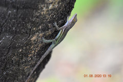 Anolis leachii