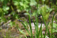Carex aterrima