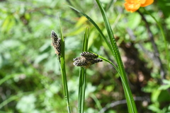 Carex aterrima