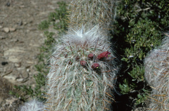 Oreocereus celsianus