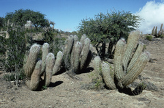Oreocereus celsianus