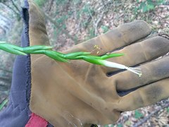 Tillandsia makoyana