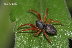 Trachelopachys