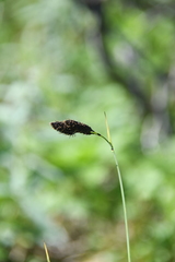 Carex aterrima
