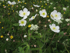 Ranunculus platanifolius