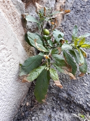 Solanum pseudocapsicum