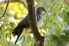 Columba pulchricollis