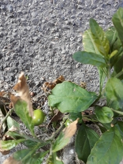 Solanum pseudocapsicum