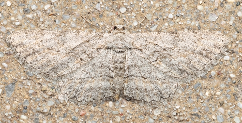 Mountain Mahogany Looper Moth photo 4