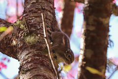 Tamiops maritimus formosanus