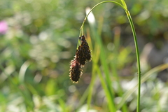 Carex aterrima