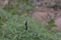 Carex aterrima