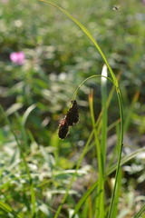 Carex aterrima