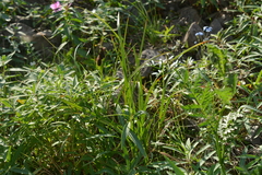 Carex aterrima